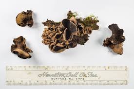 Attēlu rezultāti vaicājumam “Ionomidotis irregularis”