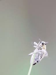 Attēlu rezultāti vaicājumam “Apionidae”