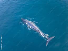 Image result for Balaenoptera omurai