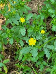 Attēlu rezultāti vaicājumam “Potentilla norvegica flower”