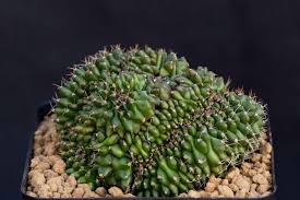 Image result for Gymnocalycium