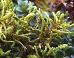 Attēlu rezultāti vaicājumam “Abietinella abietina var. hystricosa”