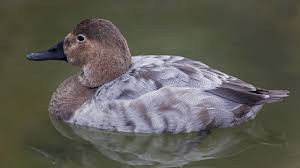 Image result for Aythya valisineria