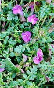 Attēlu rezultāti vaicājumam “Pedicularis palustris flower”