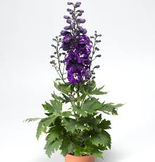 Attēlu rezultāti vaicājumam “Delphinium elatum  bud”