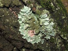 Attēlu rezultāti vaicājumam “Parmelina tiliacea”