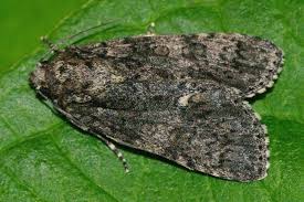 Attēlu rezultāti vaicājumam “Acronicta rumicis”