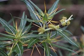 Attēlu rezultāti vaicājumam “Physarum xanthinum”