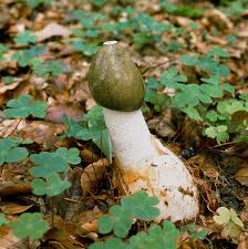 Attēlu rezultāti vaicājumam “Phallus impudicus”