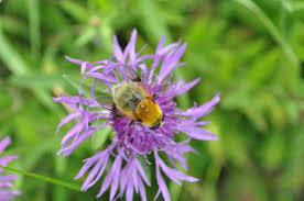 Attēlu rezultāti vaicājumam “Arctophila superbiens”