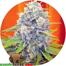 Resultado de imagen para la marihuana channel