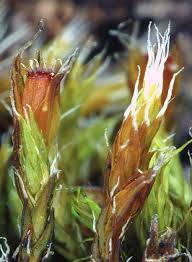 Attēlu rezultāti vaicājumam “Schistidium robustum”