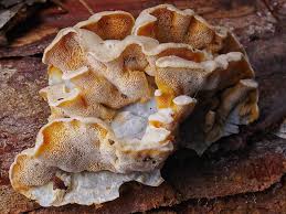 Attēlu rezultāti vaicājumam “Skeletocutis amorpha”