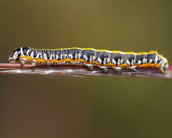 Attēlu rezultāti vaicājumam “Cucullia lucifuga larva”