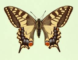 Attēlu rezultāti vaicājumam “Papilio machaon underside”