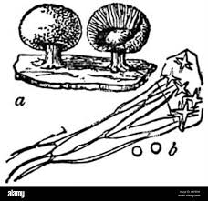 Attēlu rezultāti vaicājumam “Didymium difforme sessile”