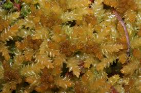 Attēlu rezultāti vaicājumam “Sphagnum papillosum”