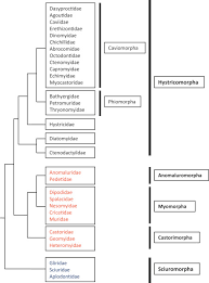 Attēlu rezultāti vaicājumam “Rodentia”