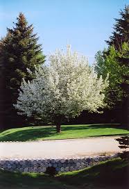 Attēlu rezultāti vaicājumam “Malus baccata”