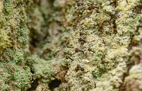 Attēlu rezultāti vaicājumam “Chaenotheca laevigata”