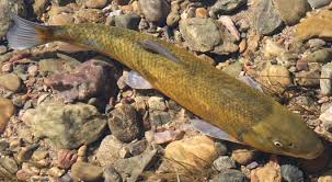 Image result for Mylopharodon conocephalus