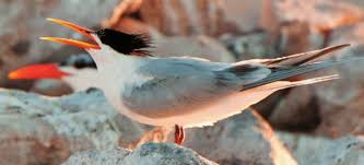 Image result for Sterna acuflavida