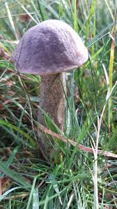 Attēlu rezultāti vaicājumam “Leccinum melaneum”