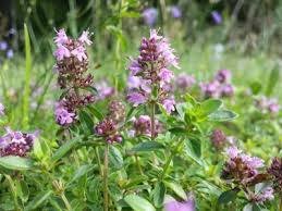 Attēlu rezultāti vaicājumam “Thymus pulegioides fruit”