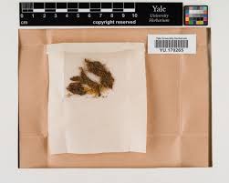 Attēlu rezultāti vaicājumam “Harpanthus scutatus”