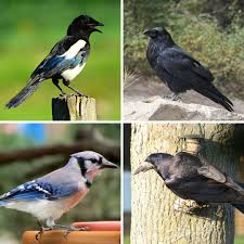 Attēlu rezultāti vaicājumam “Corvidae”