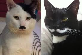 Image result for kitler