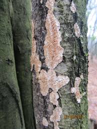 Attēlu rezultāti vaicājumam “Radulomyces confluens”