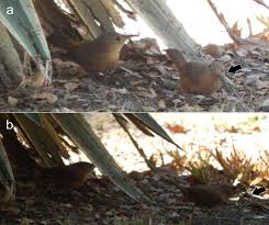 Attēlu rezultāti vaicājumam “Troglodytes troglodytes adult”