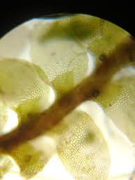 Attēlu rezultāti vaicājumam “Tritomaria exsectiformis”