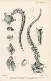 Attēlu rezultāti vaicājumam “Capsus ater imago”