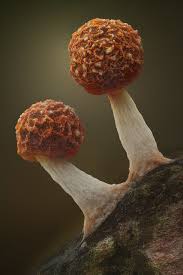 Attēlu rezultāti vaicājumam “Physarum bitectum”