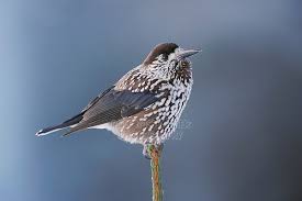 Attēlu rezultāti vaicājumam “Nucifraga caryocatactes adult”