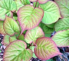 Attēlu rezultāti vaicājumam “Actinidia kolomikta”