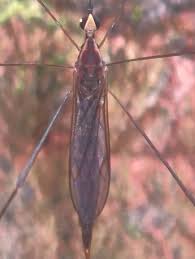 Attēlu rezultāti vaicājumam “Limoniidae”