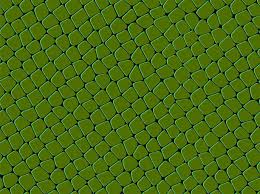 Image result for reptile scales