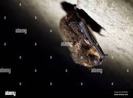 Attēlu rezultāti vaicājumam “Eptesicus nilssonii”