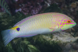 Image result for Chlorurus gibbus