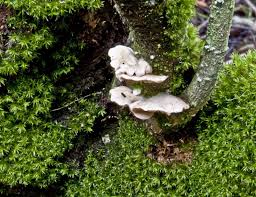 Attēlu rezultāti vaicājumam “Crepidotus applanatus”