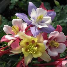 Image result for Aquilegia caerulea