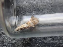 Attēlu rezultāti vaicājumam “Elachista maculicerusella”