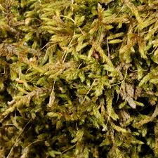 Attēlu rezultāti vaicājumam “Callicladium haldanianum”