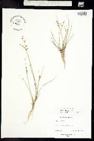 Attēlu rezultāti vaicājumam “Juncus alpinoarticulatus”