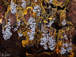 Attēlu rezultāti vaicājumam “Badhamia utricularis plasmodium”