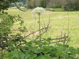 Attēlu rezultāti vaicājumam “Laserpitium latifolium bud”