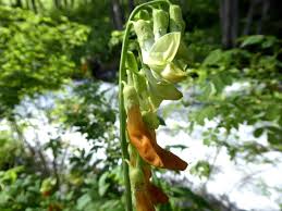 Attēlu rezultāti vaicājumam “Lathyrus laevigatus”